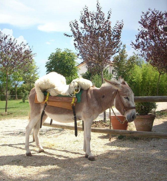 Locanda Dell'Asino D'Oro Villa Sulmona Exterior foto